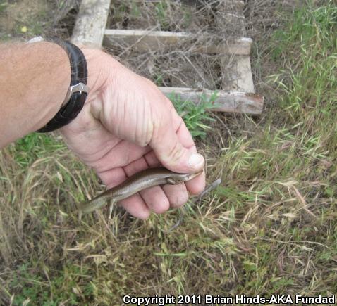 Western Redtail Skink (Plestiodon gilberti rubricaudatus)