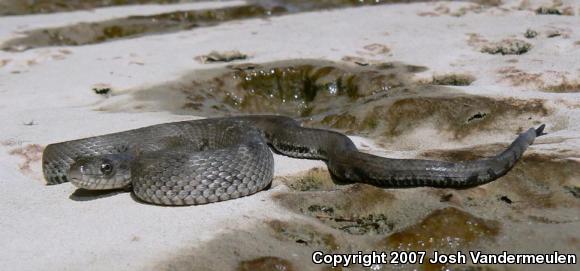 Lake Erie Watersnake (Nerodia sipedon insularum)