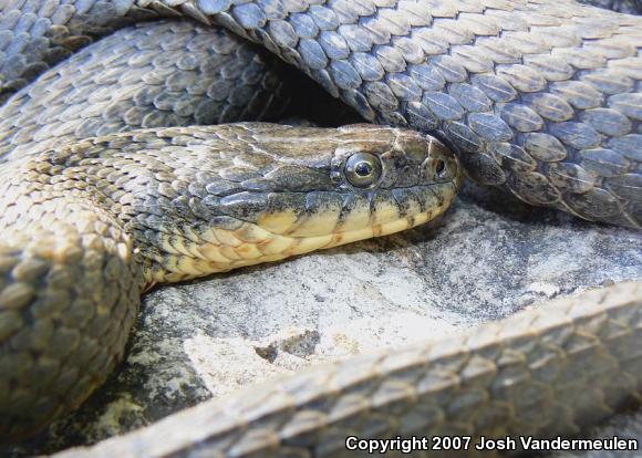 Lake Erie Watersnake (Nerodia sipedon insularum)