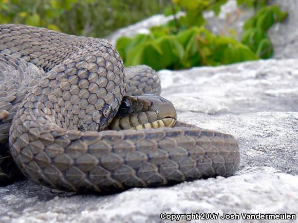 Lake Erie Watersnake (Nerodia sipedon insularum)