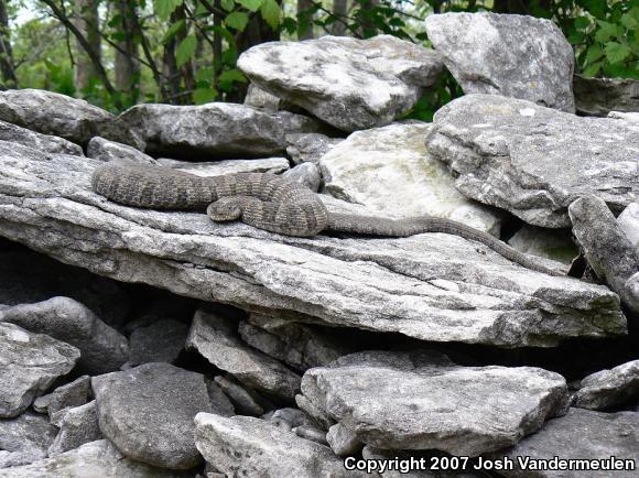 Lake Erie Watersnake (Nerodia sipedon insularum)