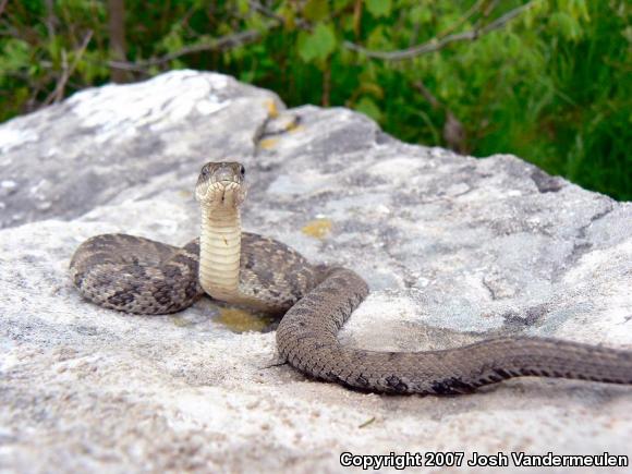 Lake Erie Watersnake (Nerodia sipedon insularum)