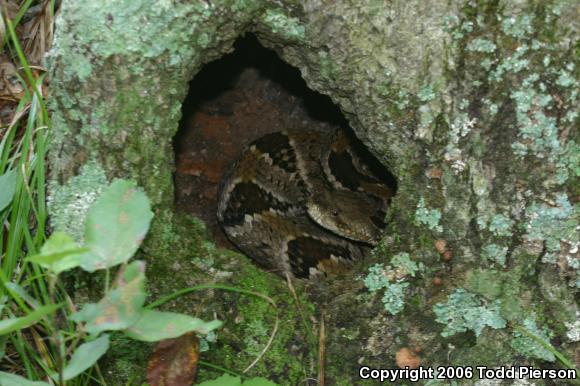 Timber Rattlesnake (Crotalus horridus)