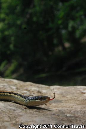 Red-striped Ribbonsnake (Thamnophis proximus rubrilineatus)