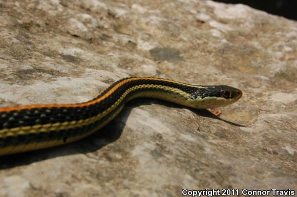 Red-striped Ribbonsnake (Thamnophis proximus rubrilineatus)