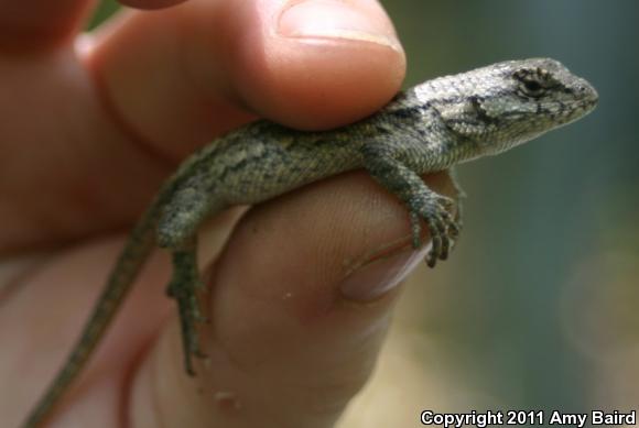 Eastern Spiny Lizard (Sceloporus spinosus)