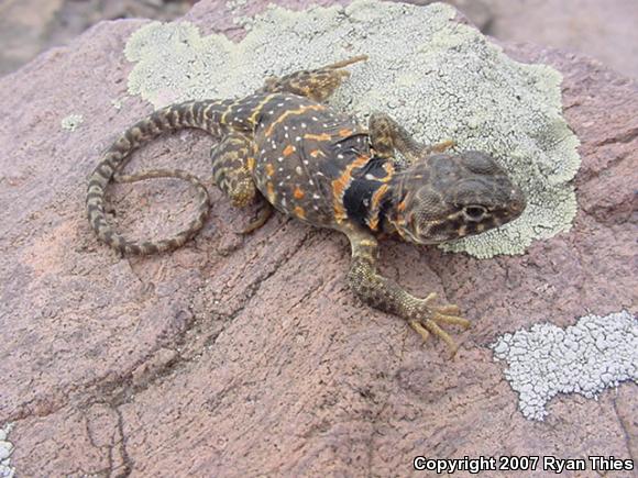 Eastern Collared Lizard (Crotaphytus collaris collaris)