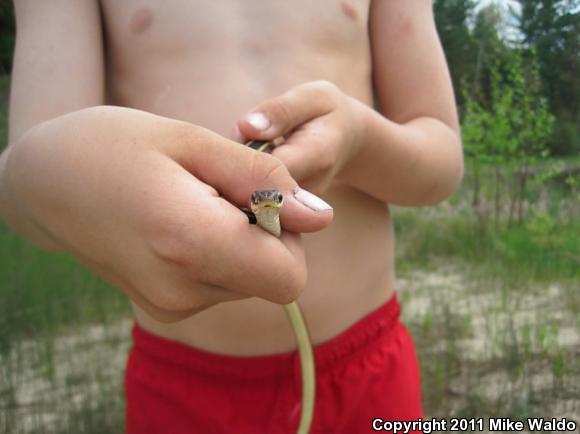 Northern Ribbonsnake (Thamnophis sauritus septentrionalis)