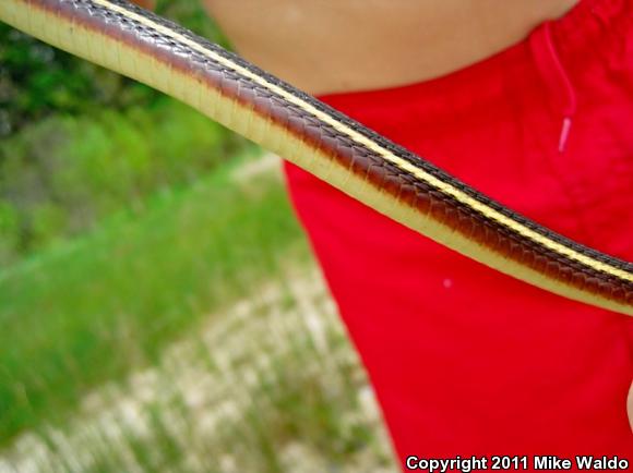 Northern Ribbonsnake (Thamnophis sauritus septentrionalis)