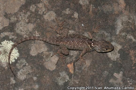 Torquate Lizard (Sceloporus torquatus)
