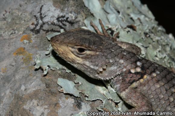 Torquate Lizard (Sceloporus torquatus)