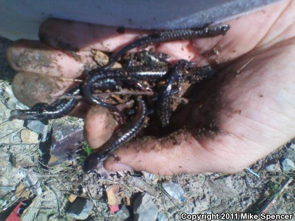 Rich Mountain Salamander (Plethodon ouachitae)