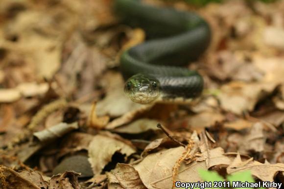 Eastern Ratsnake (Pantherophis alleghaniensis)