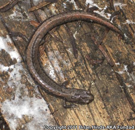 Tehachapi Slender Salamander (Batrachoseps stebbinsi)