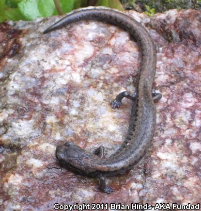 Tehachapi Slender Salamander (Batrachoseps stebbinsi)