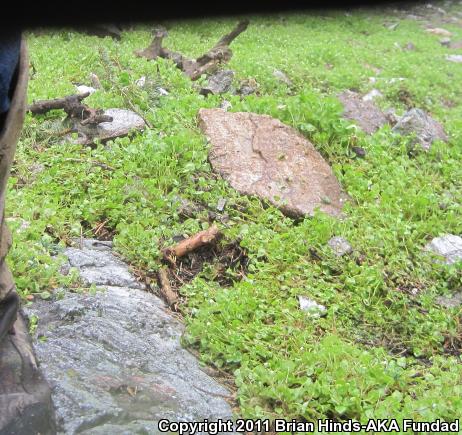 Tehachapi Slender Salamander (Batrachoseps stebbinsi)