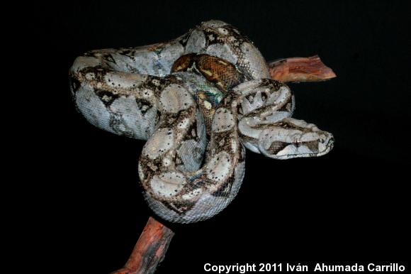 Mexican Boa Constrictor (Boa constrictor imperator)