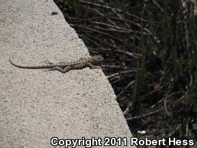 Western Side-blotched Lizard (Uta stansburiana elegans)