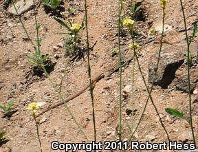 Coastal Whiptail (Aspidoscelis tigris stejnegeri)