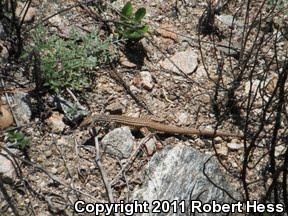 Coastal Whiptail (Aspidoscelis tigris stejnegeri)