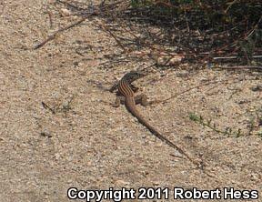 Coastal Whiptail (Aspidoscelis tigris stejnegeri)