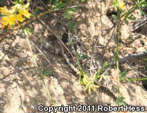 Blainville's Horned Lizard (Phrynosoma blainvillii)