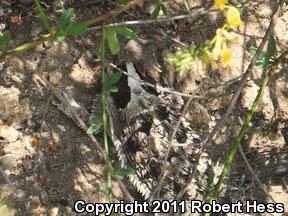 Blainville's Horned Lizard (Phrynosoma blainvillii)