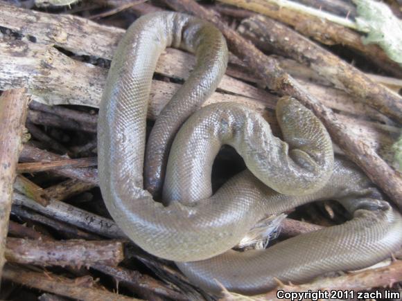 Northern Rubber Boa (Charina bottae)