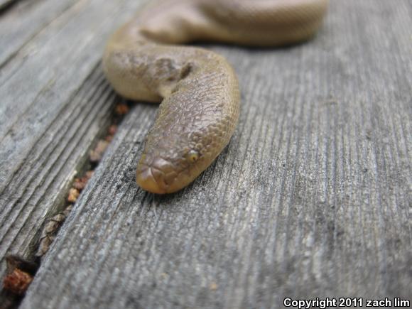 Northern Rubber Boa (Charina bottae)