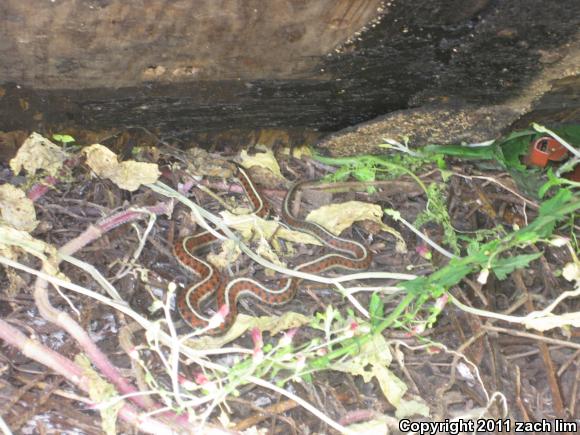 Coast Gartersnake (Thamnophis elegans terrestris)