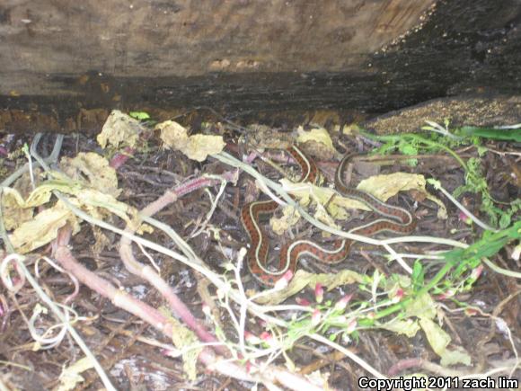 Coast Gartersnake (Thamnophis elegans terrestris)