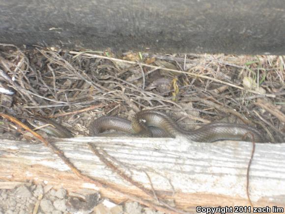 Western Yellow-bellied Racer (Coluber constrictor mormon)