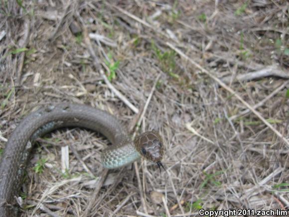 Western Yellow-bellied Racer (Coluber constrictor mormon)