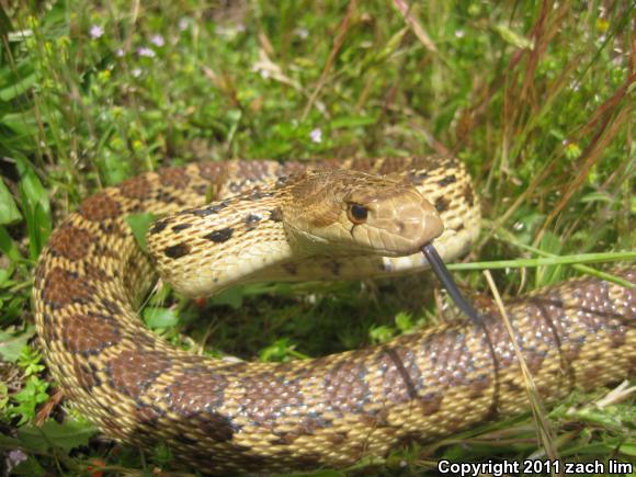 Pacific Gopher Snake (Pituophis catenifer catenifer)