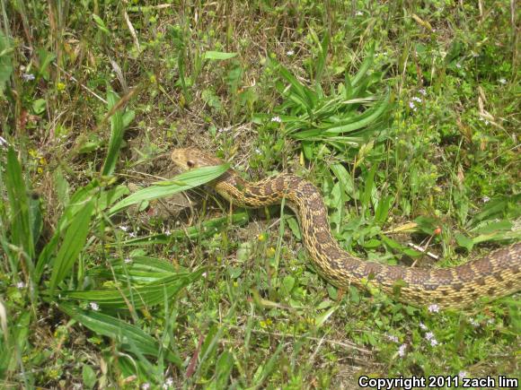 Pacific Gopher Snake (Pituophis catenifer catenifer)