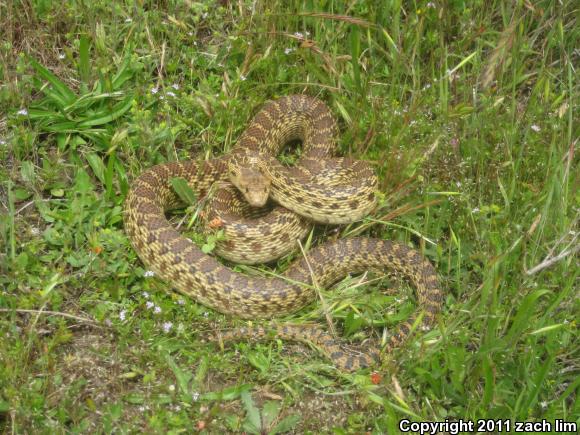 Pacific Gopher Snake (Pituophis catenifer catenifer)