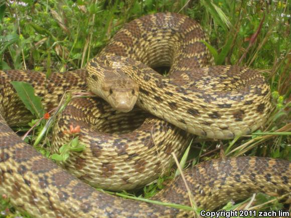 Pacific Gopher Snake (Pituophis catenifer catenifer)