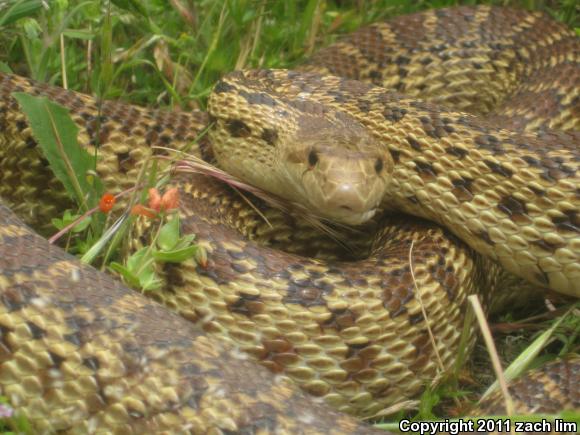 Pacific Gopher Snake (Pituophis catenifer catenifer)