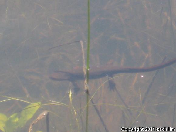 Coast Range Newt (Taricha torosa torosa)