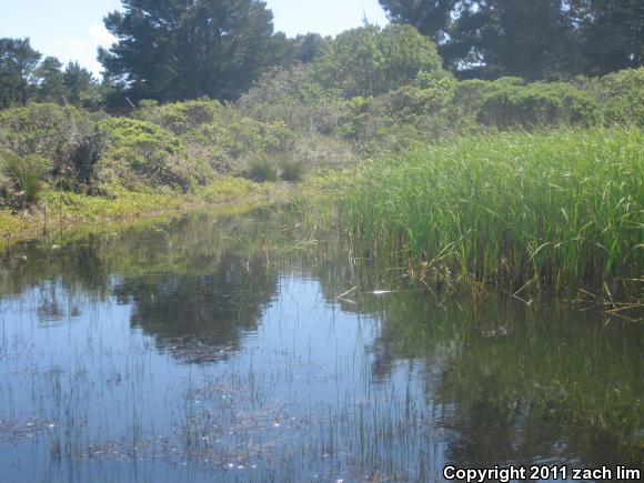 Coast Range Newt (Taricha torosa torosa)