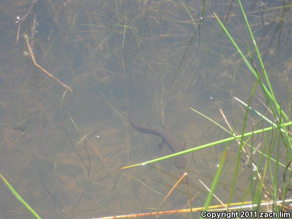 Coast Range Newt (Taricha torosa torosa)