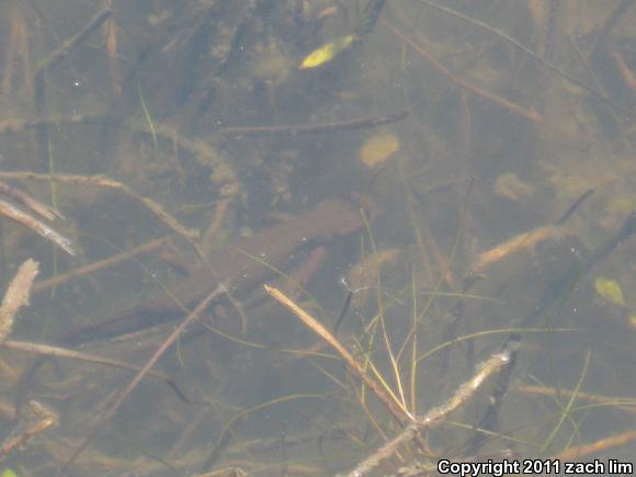 Coast Range Newt (Taricha torosa torosa)