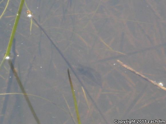 California Red-legged Frog (Rana draytonii)