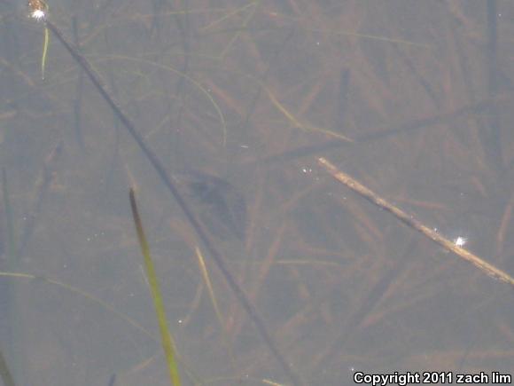 California Red-legged Frog (Rana draytonii)