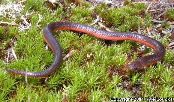 Eastern Wormsnake (Carphophis amoenus amoenus)