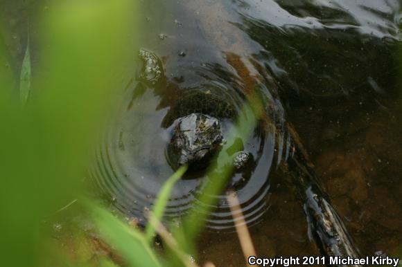 Eastern Snapping Turtle (Chelydra serpentina serpentina)