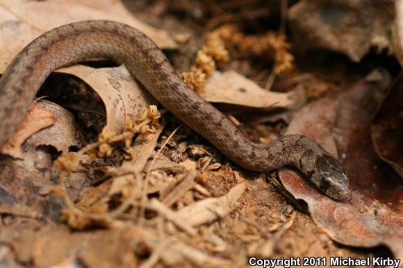 Northern Brownsnake (Storeria dekayi dekayi)