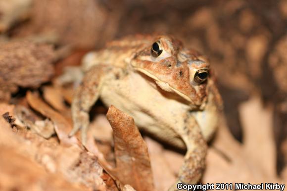 Eastern American Toad (Anaxyrus americanus americanus)