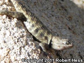 Yellow-backed Spiny Lizard (Sceloporus uniformis)