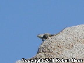 Yellow-backed Spiny Lizard (Sceloporus uniformis)